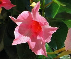 пазл Dipladenia розовый цветок